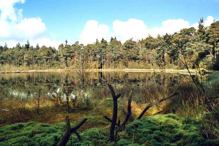 Pastorendiek