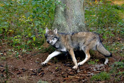Wolfswelpe
