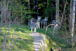 Wolfsrudel