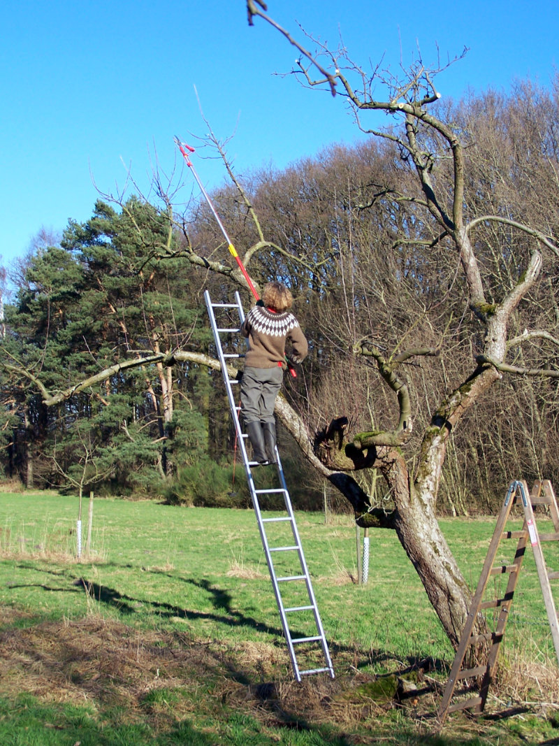 baumschnitt