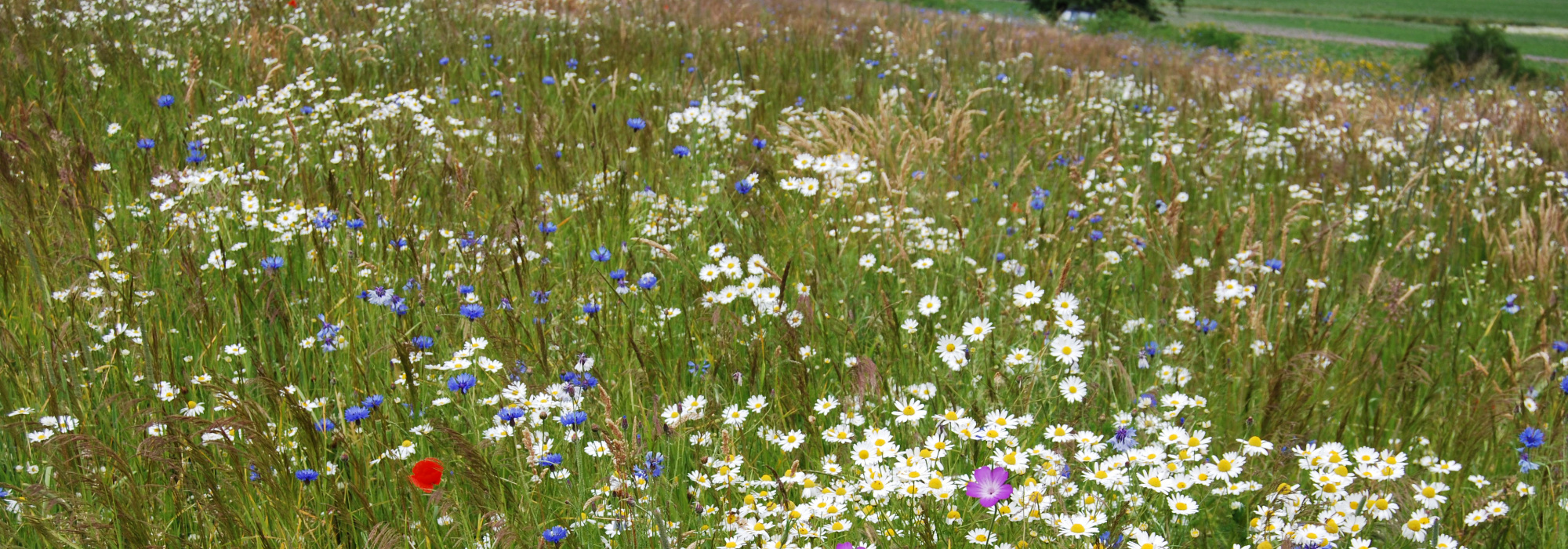 Slide Wildblumen Programm
